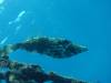 183 - Dive0-2 Prince Albert Wreck