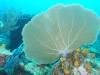 105 - Dive0-3 40f Point