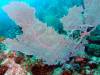106 - Dive0-3 40f Point