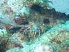 107 - Dive0-3 40f Point
