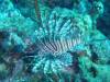 110 - Dive0-3 40f Point