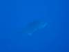 115 - Dive0-3 40f Point