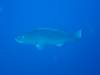 119 - Dive0-3 40f Point