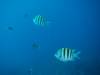 122 - Dive0-3 40f Point