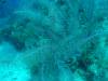 123 - Dive0-3 40f Point