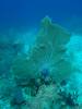 124 - Dive0-3 40f Point