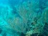 125 - Dive0-3 40f Point