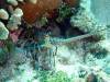 118 - Dive1-2 Valley of the King