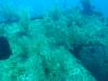 116 - Dive1-3 Mr Bud