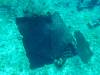 117 - Dive1-3 Mr Bud