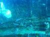 120 - Dive1-3 Mr Bud