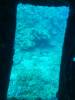 121 - Dive1-3 Mr Bud