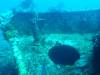123 - Dive1-3 Mr Bud