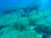 124 - Dive1-3 Mr Bud
