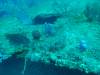 125 - Dive1-3 Mr Bud
