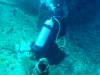128 - Dive1-3 Mr Bud