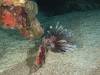 135 - Dive1-3 Mr Bud