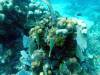142 - Dive1-3 Mr Bud