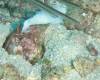 103 - Dive1-4 Mr Bud