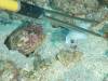 104 - Dive1-4 Mr Bud