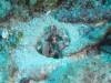 107 - Dive1-4 Mr Bud