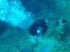 120 - Dive1-4 Mr Bud