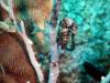 126 - Dive1-4 Mr Bud