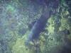 114 - Dive1-5N Mr Bud
