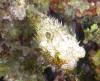 119 - Dive1-5N Mr Bud