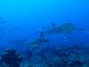 129 - Dive2-1 Cara a Cara