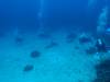 103 - Dive2-3 Taviannas Wall