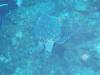 103 - Dive2-4 Taviannas Wall