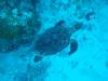 104 - Dive2-4 Taviannas Wall