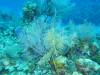 116 - Dive2-4 Taviannas Wall
