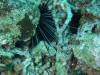 117 - Dive2-4 Taviannas Wall