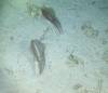 102 - Dive2-5N Taviannas Wall