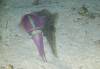103 - Dive2-5N Taviannas Wall