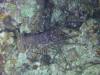 108 - Dive2-5N Taviannas Wall