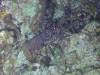 109 - Dive2-5N Taviannas Wall