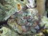 111 - Dive2-5N Taviannas Wall
