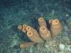 112 - Dive2-5N Taviannas Wall