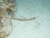 113 - Dive2-5N Taviannas Wall