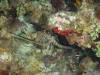 119 - Dive2-5N Taviannas Wall
