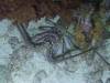 120 - Dive2-5N Taviannas Wall