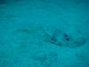 104 - Dive3-3 Teds Point