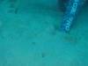 109 - Dive3-3 Teds Point
