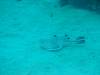 111 - Dive3-3 Teds Point