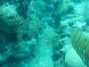 118 - Dive3-3 Teds Point