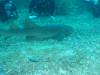 104 - Dive4-1 Cannery Bank