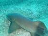 105 - Dive4-1 Cannery Bank